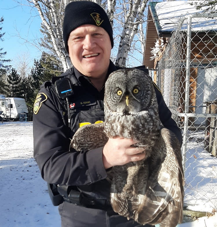 Owl rescued after flying into vehicle