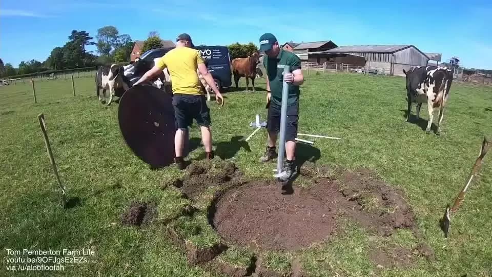 Cows are supervising a cow brush installation