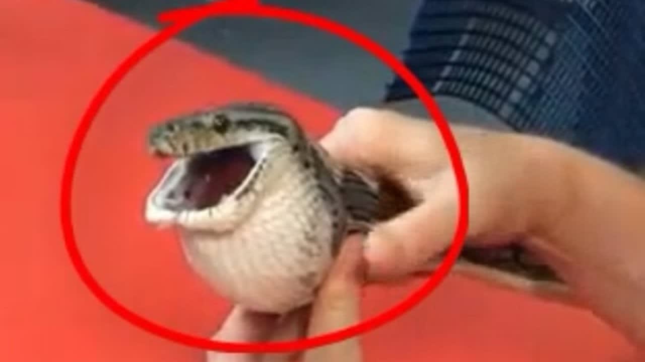 You Wouldn't Believe What This Snake Swallowed!