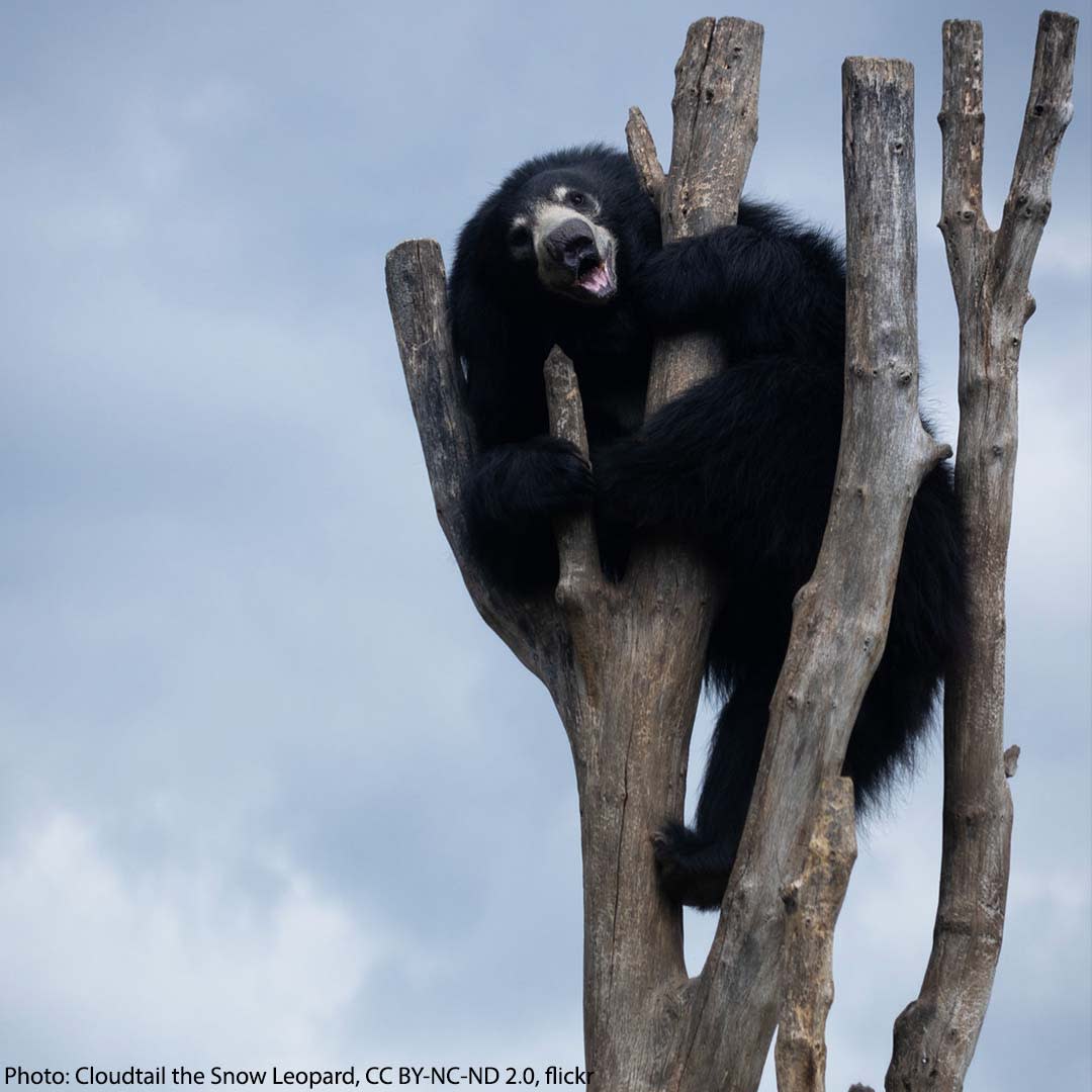 How is the sloth bear’s long hair used for protection? When this animal goes after termites, a key food source, longer hair helps prevent bites. What’s more, the bear’s coat is also helpful when females carry cubs on their backs, giving the little ones something to hold onto!