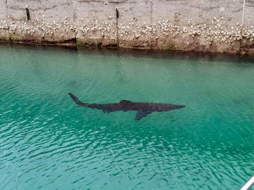 Wow. Basking shark sighted in Torquay Marina today https://t.co/slW1Bivwxo 📷@torquaywater