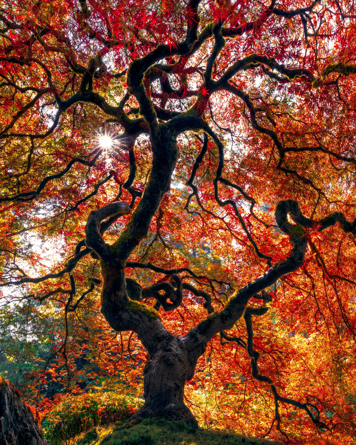Japanese maple tree exploding with color