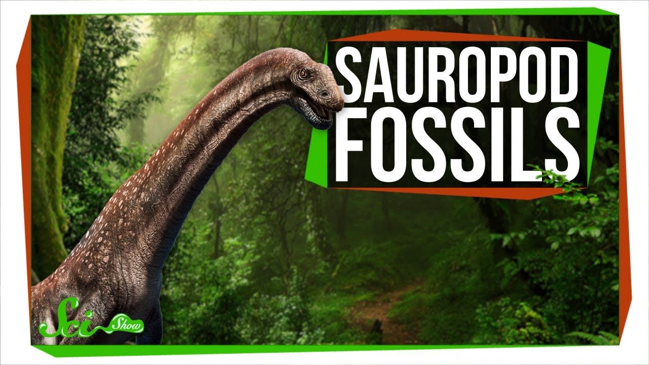 Two New Sauropods Generate Excitement and Controversy | SciShow News