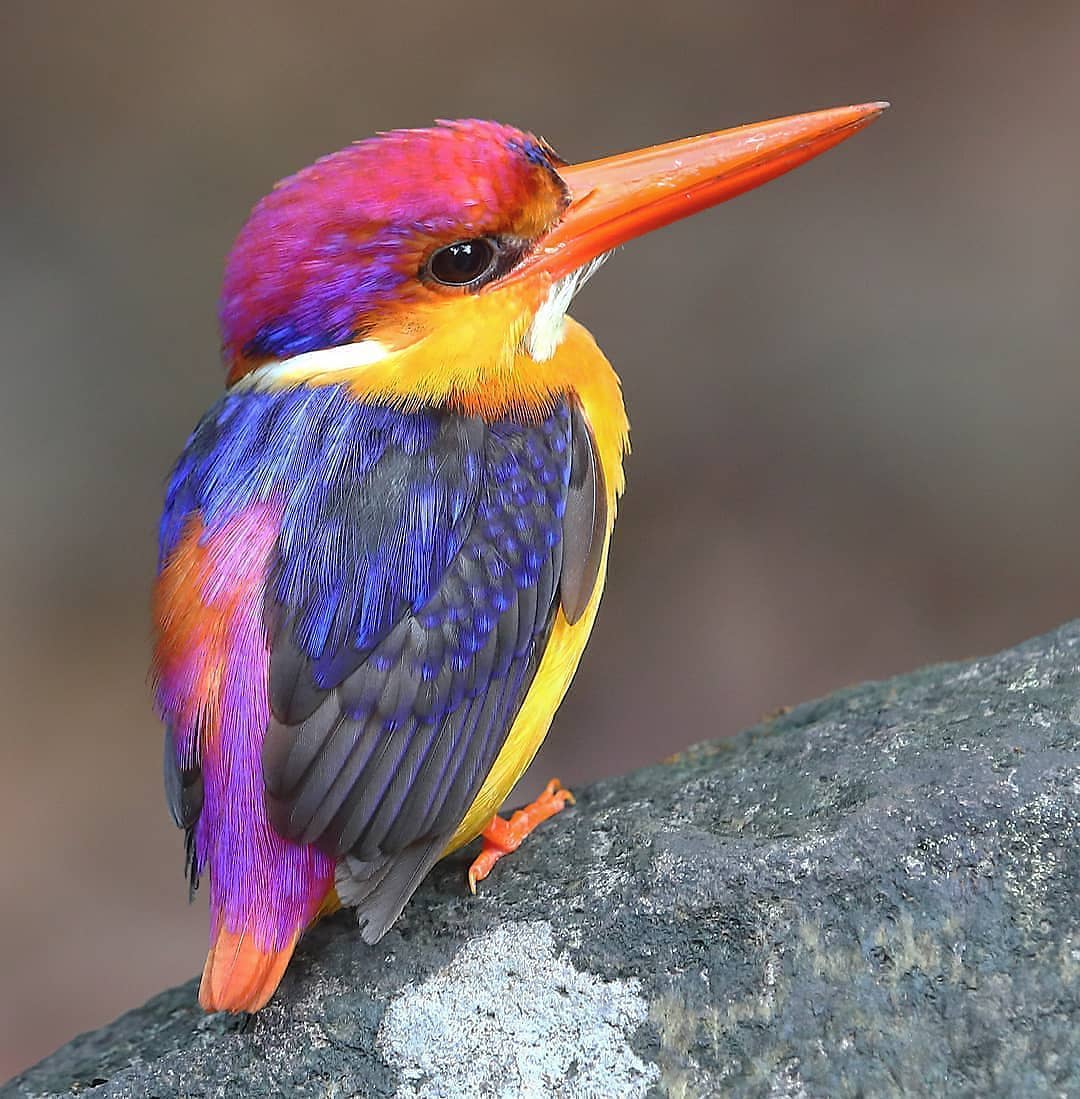 The Oriental Dwarf Kingfisher