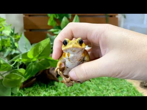 How to pick up different types of frogs without stressing them out