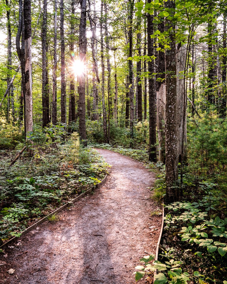 An enchanting walk through the woods introduces us to the symphony of the forest & relieves stress after a long week. Pic of Rachel Carson National Wildlife Refuge courtesy of