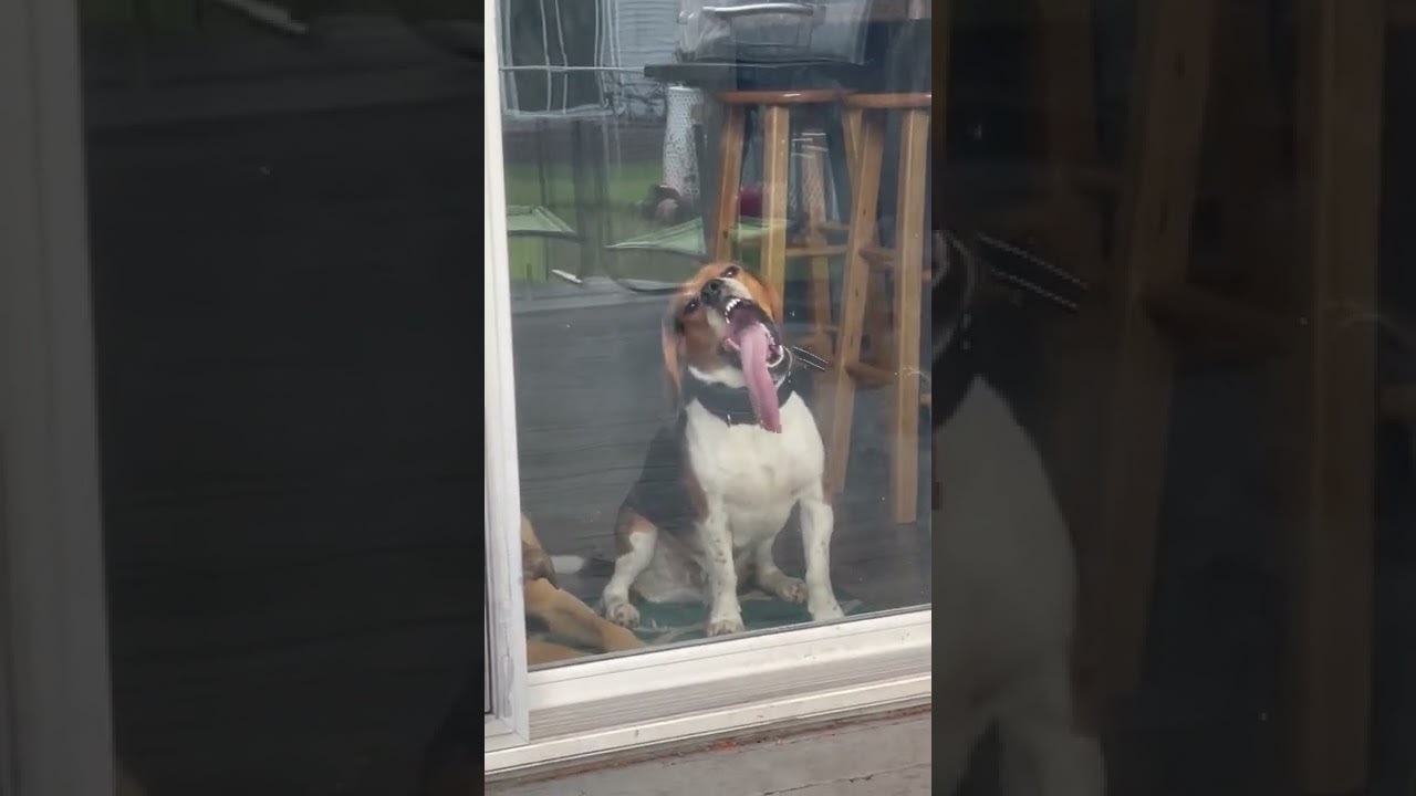 Dog Licks Glass When Owner Puts Him Inside House - 1278030