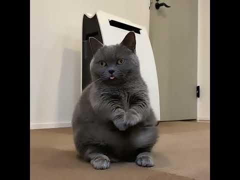 WM Cat Tries Greeting Pose By Joining Paws - 1288135