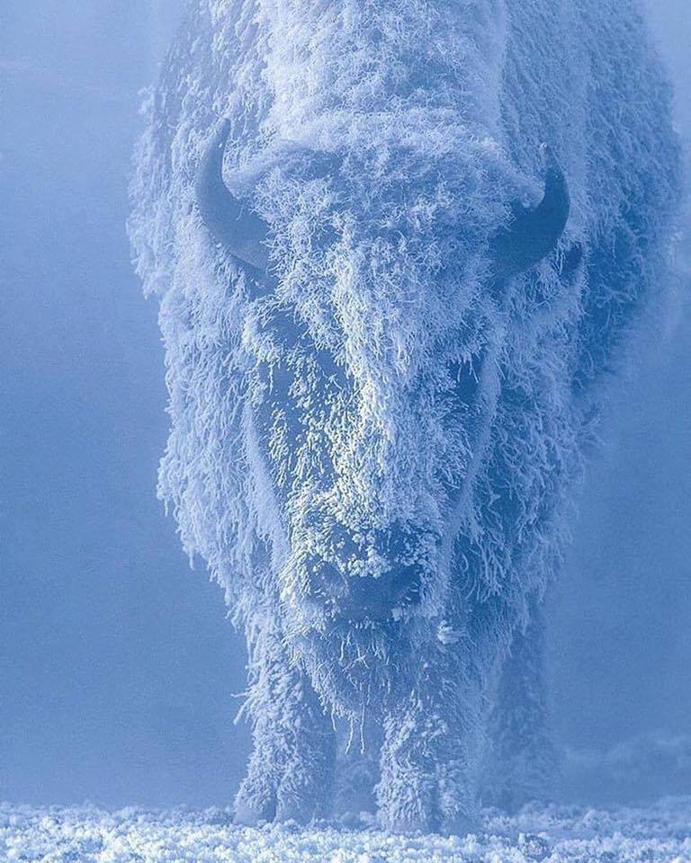 A photo of a Bison at 35 below zero.