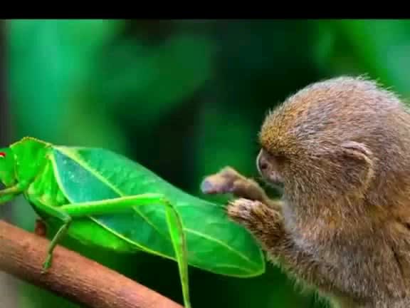 A baby marmoset curious about insects