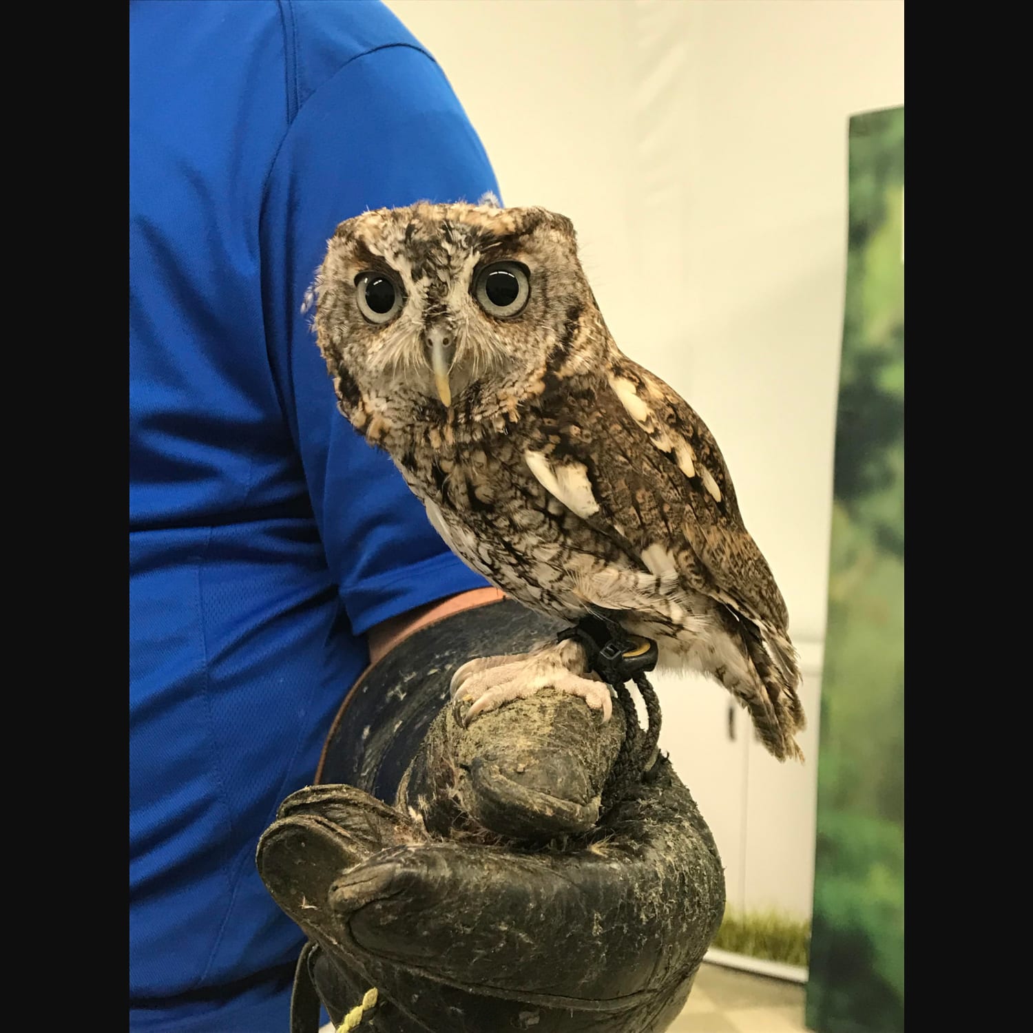 Meet Luna, from Pittsburgh’s National Aviary.