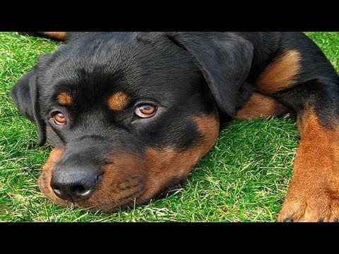 THE FULL STORY: Hawthorne Police Department Kill Rottweiler Dog in front of owner. Excessive Force?