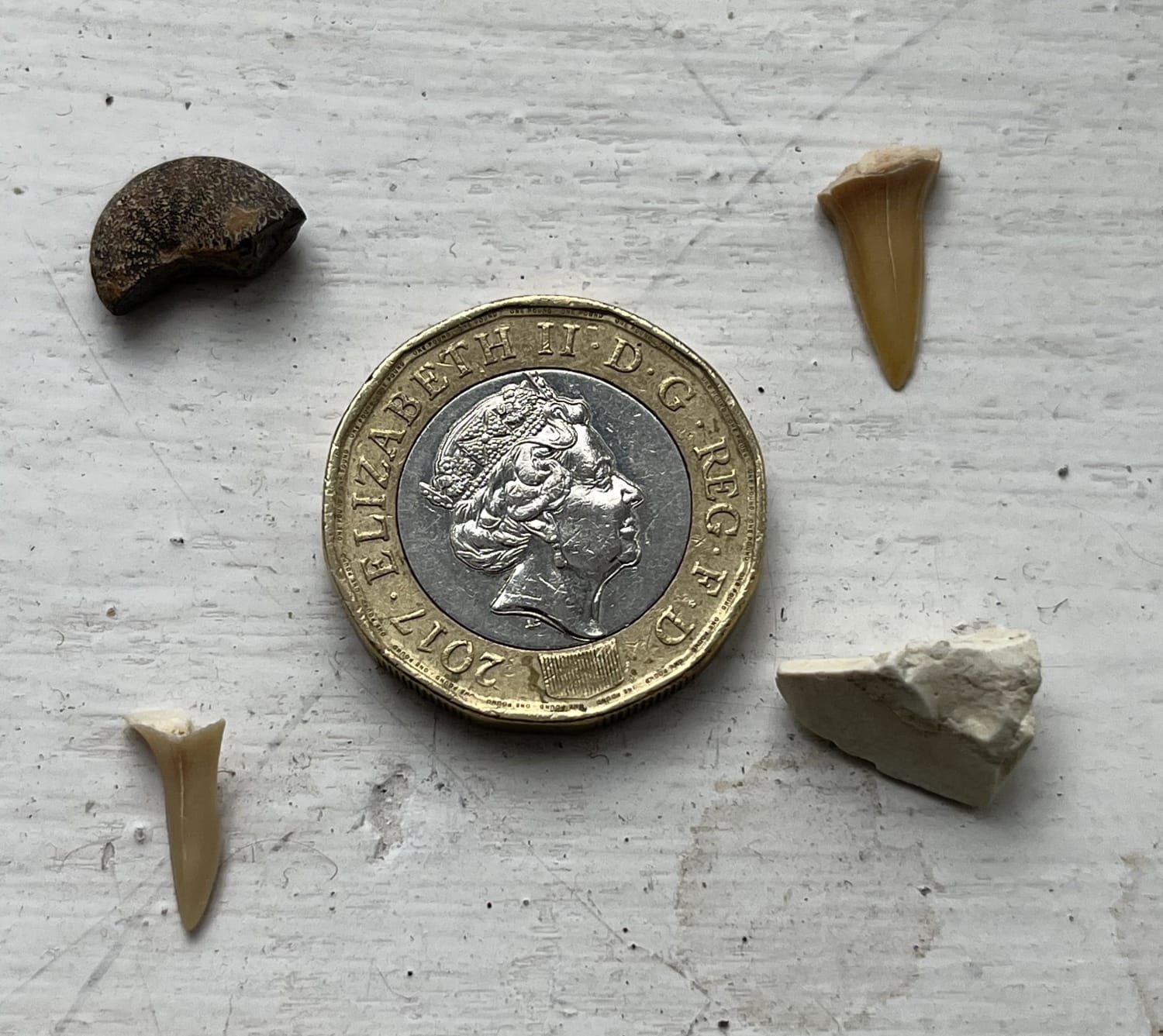 Guys, what does each of these four fossils belong to? I bought them from a aquarium near Lake District, UK. According to the aquarium some of them are ancient shark teeth. But they told me they are all over 50 million years old. Does any fossil expert know what exact species these are all from?