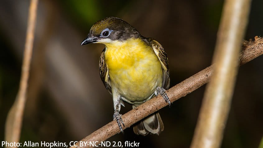 Let the Greater Honeyguide lead you into the sweet weekend. This bird is named for its clever behavior of guiding larger animals to beehives to do the dirty work of breaking into hives for them. But honey isn't what it's after. It feasts on the larvae & wax!