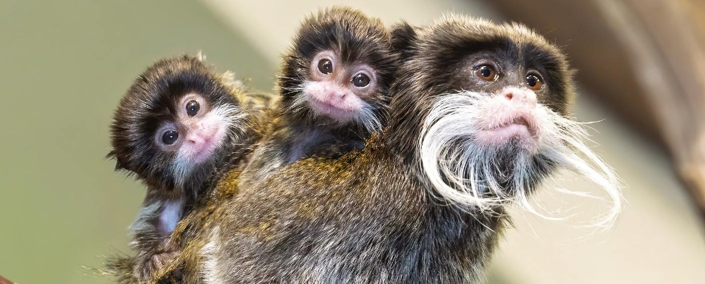 Emperor tamarins, easily recognizable for their long curly white mustaches as adults, live in parts of Peru, Bolivia and Brazil. These tamarins have been observed to behave in a very gregarious and playful manner in the wild, and in captivity they are quite social and interactive with humans.