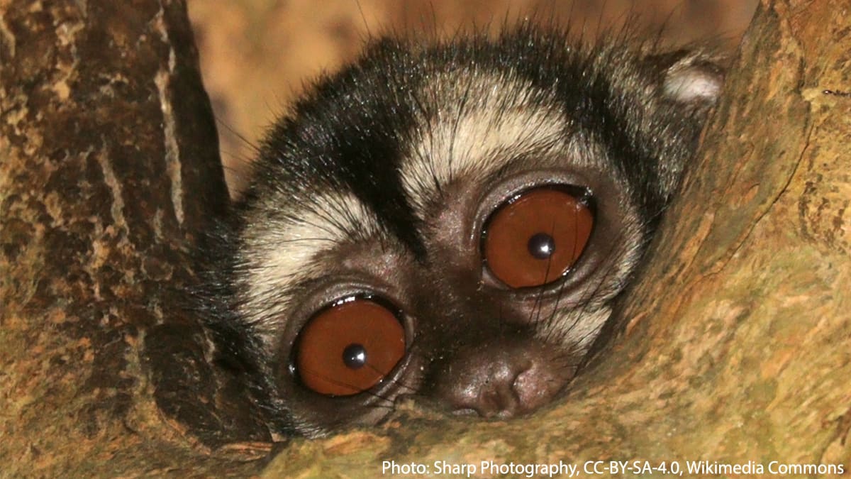 Peek-a-boo! It’s the Panamanian night monkey. It lives in the treetops of lowland forests across Panama & Colombia & is typically most active around dawn & dusk, when it forages for fruit & insects. Its large, circular eyes are well-equipped to see in low levels of light.