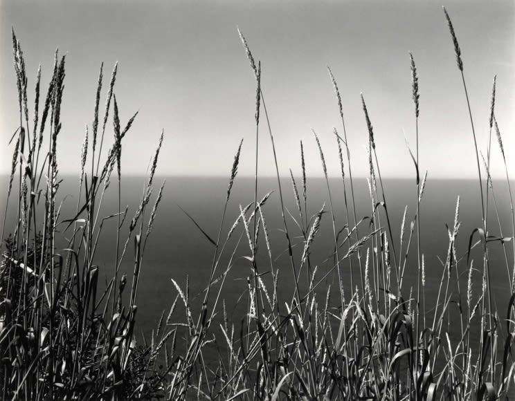 GalleryFromHome Each week @LMillerGallery presents a series of online thematic exhibitions titled "Photo of the Week". Visit the gallery online to see more. ⁠https://t.co/m4dsvmCGbH ⁠⠀ 📷Edward Weston, Grass Against the Sea, Big Sur, 1937,courtesy Laurence Miller Gallery⁠