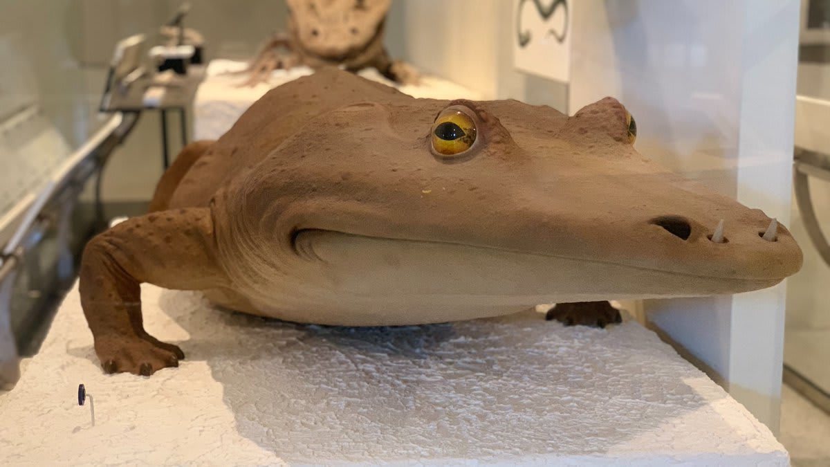 Mastodonsaurus giganteus’ face says it all–which is why we’re featuring it for WorldEmojiDay.😐 It's an extinct relative of frogs & salamanders, but probably acted more like a crocodile. It lived during the Late Triassic ~215 mil yrs ago. See this life-size model at the Museum!