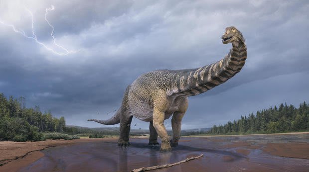 Australotitan Cooperensis weighed 70 tons, was 98 feet long and lived between 92-96 million years ago in Australia
