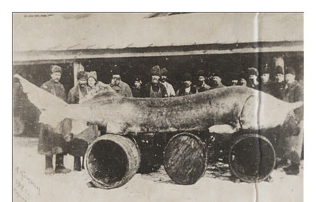 Sturgeon weighing 1,224kg fished from the Volga River, Russia.