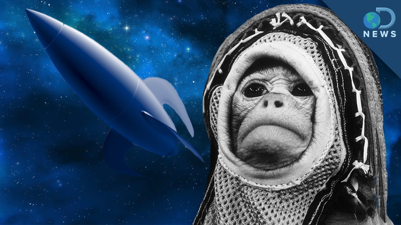 Animals in Orbit: Why We Send 'Em to Space