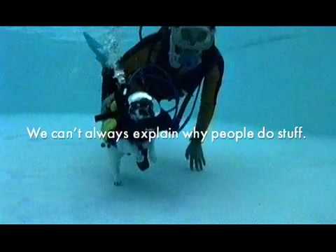 Scuba Cat - What Everyone is Talking About