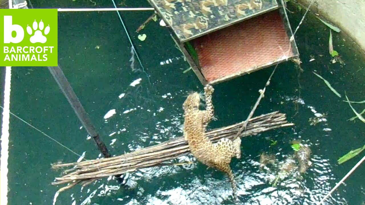 SNAPPED! Drowning Leopard Rescued From 60 Foot Well