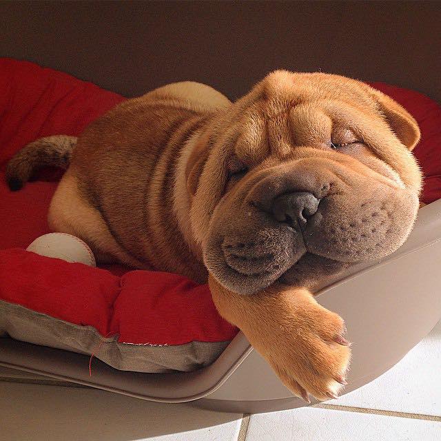 It's the weekend - naps are acceptable - what we have here is napping perfection!
