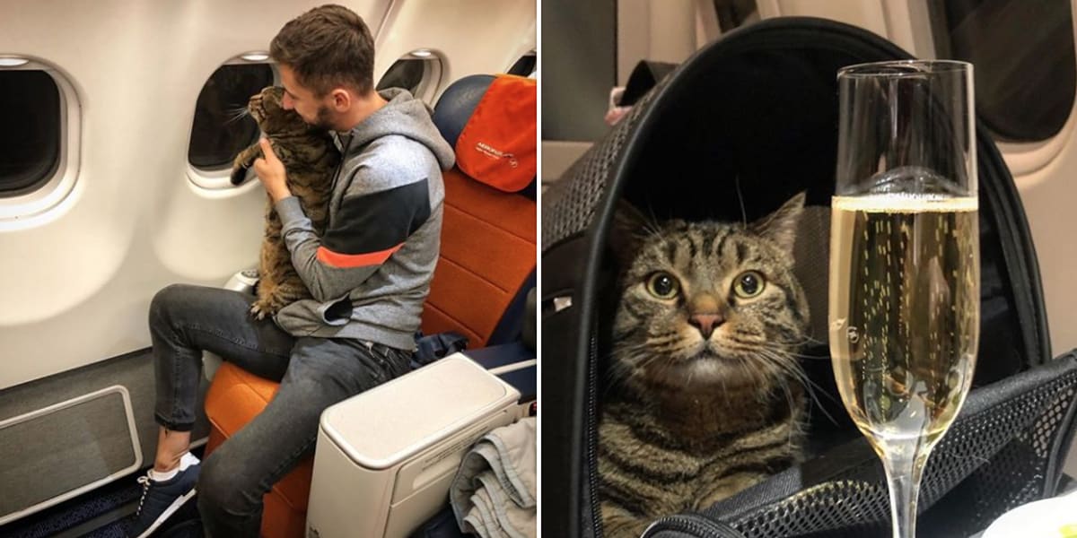 Man pulls off elaborate scheme involving body double to get his overweight cat on an airplane