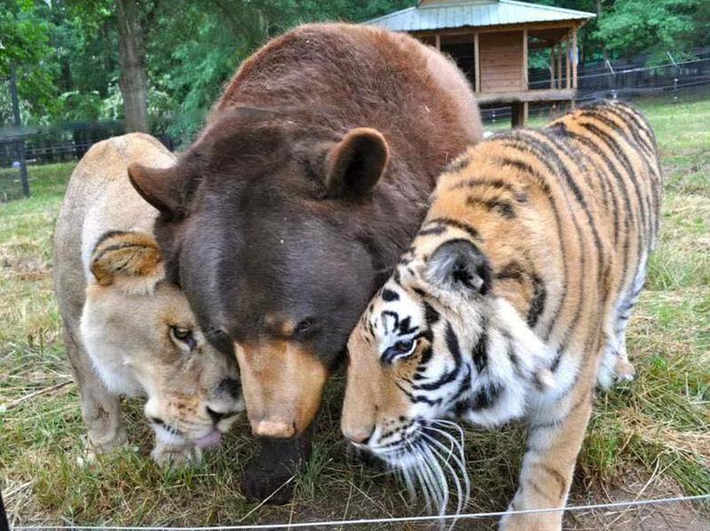 This lion, bear, and tiger were inseparable after being rescued together over a decade ago. The lion recently passed due to illness - Noah's Ark Sanctuary, Locust Grove, GA