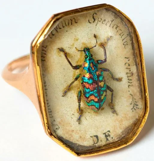 "I'll tell of tiny things that make a show well worth your admiration." - Virgil's Georgics About 200 years ago someone set this stunning weevil (Tetrabothynus regalis) into a gold ring, along with the above inscription.  Natural History Museum, London