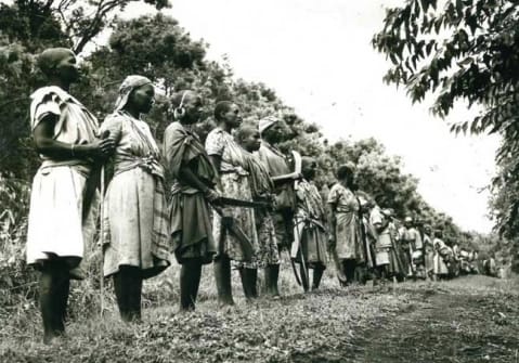 OtD 3 Oct 1952 the Mau Mau campaign against British colonialism in Kenya escalated when they killed the first white European victim of the uprising. Despite only 32 white casualties, tens of thousands of Kenyans were butchered