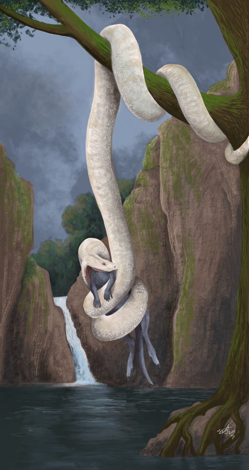 Bluff Downs giant python (Liasis dubudingala) is an extinct species of snake from Queensland, Australia, that lived during the Early Pliocene. It is estimated to have grown to 10 m (33 ft) long.