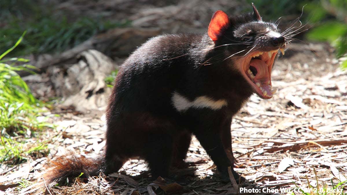 The Tasmanian devil needs no introduction. This rambunctious animal is known for its bold temper, haunting calls, and impressive bite. It’s the world’s largest extant carnivorous marsupial, and it eats almost anything it comes across—bones and all!