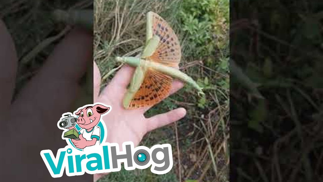 Wiggly Bug Has Beautiful Wings || ViralHog