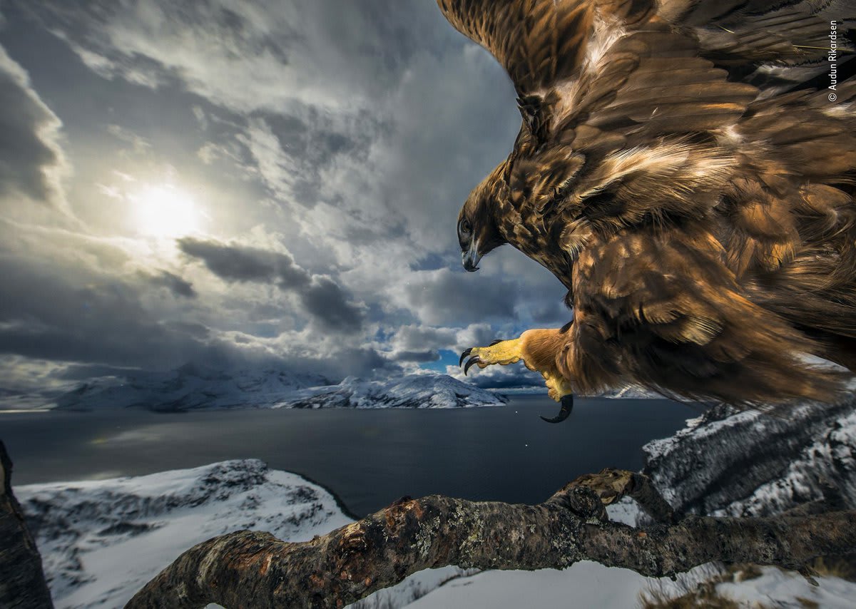 Stunning shots take top prizes in the 2019 Natural History Museum Wildlife Photographer of the Year contest. See all 19 winners on Colossal.