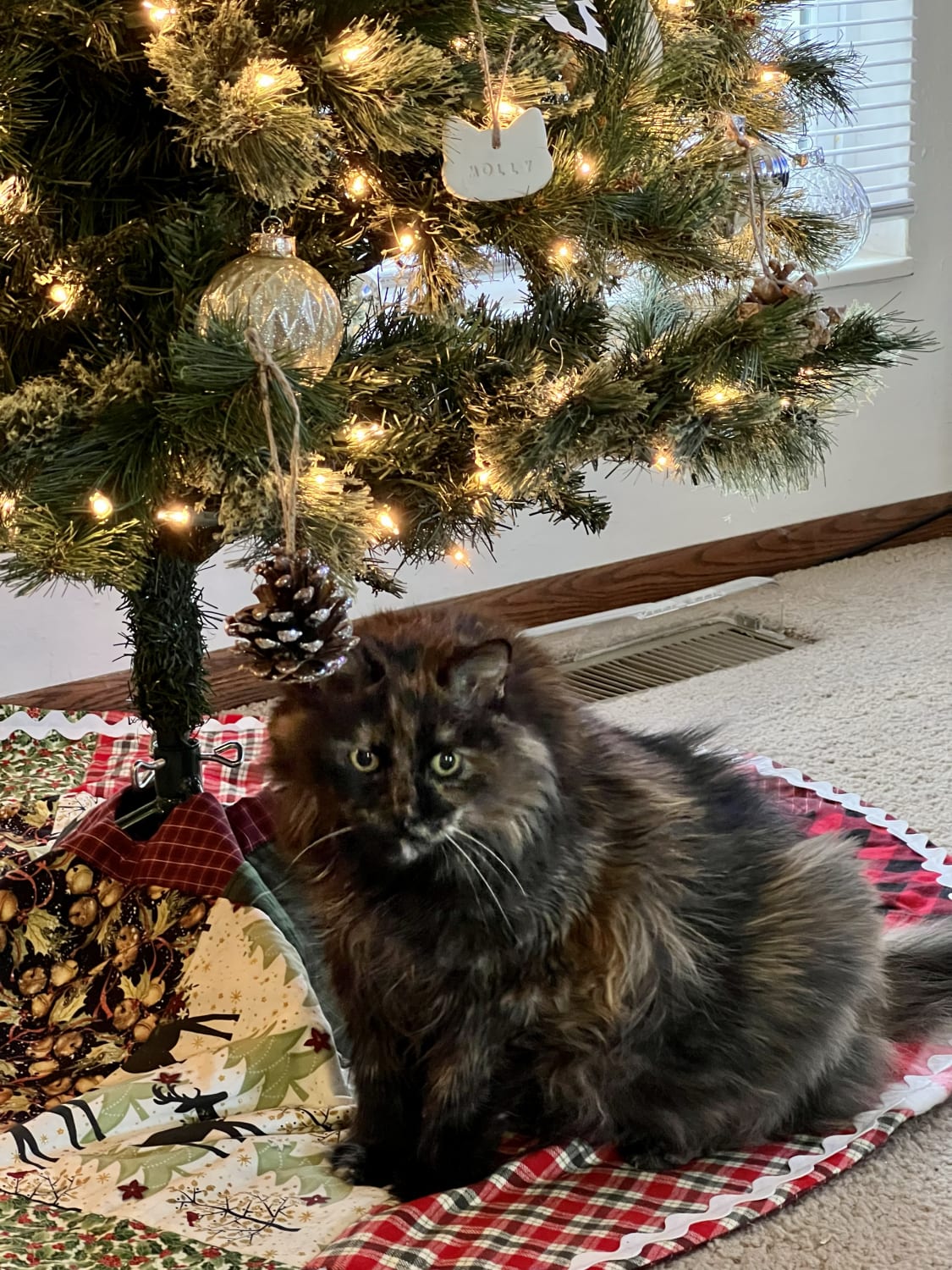 18 pounds of Christmas Chonk (down 2 pounds from her adoption)