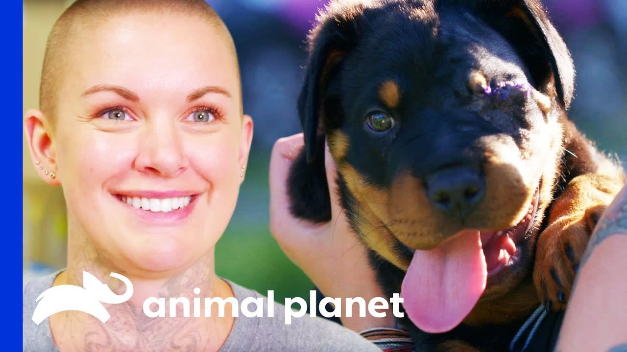 Chunky Rottweiler Pup Gets Much Needed Eye Surgery | Amanda To The Rescue