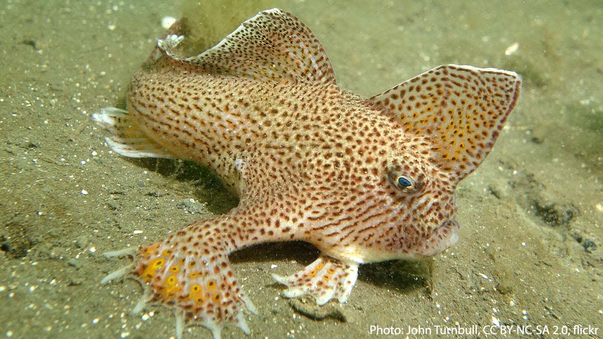 The spotted handfish's name is a reference to two of its signature traits: its fins, which it uses to “crawl” across the seafloor; & its spotted pattern, which is unique to each individual! This species of anglerfish inhabits the waters around Tasmania & is critically endangered.