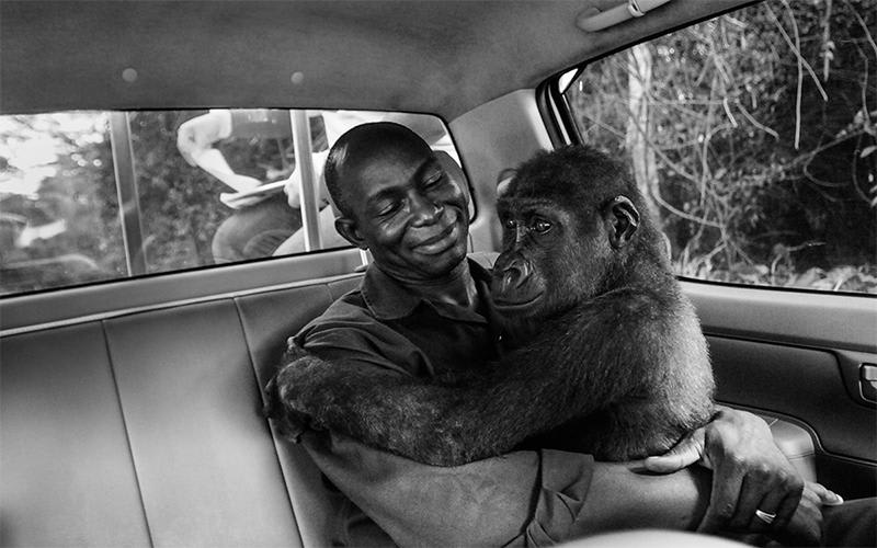 A lowland gorilla, saved from a bushmeat market, rests drowsily in the arms of the man who helped rescue her. "Pikin and Appolinaire" by Jo-Anne McArthur, won the 2017 Wildlife Photographer of the Year.