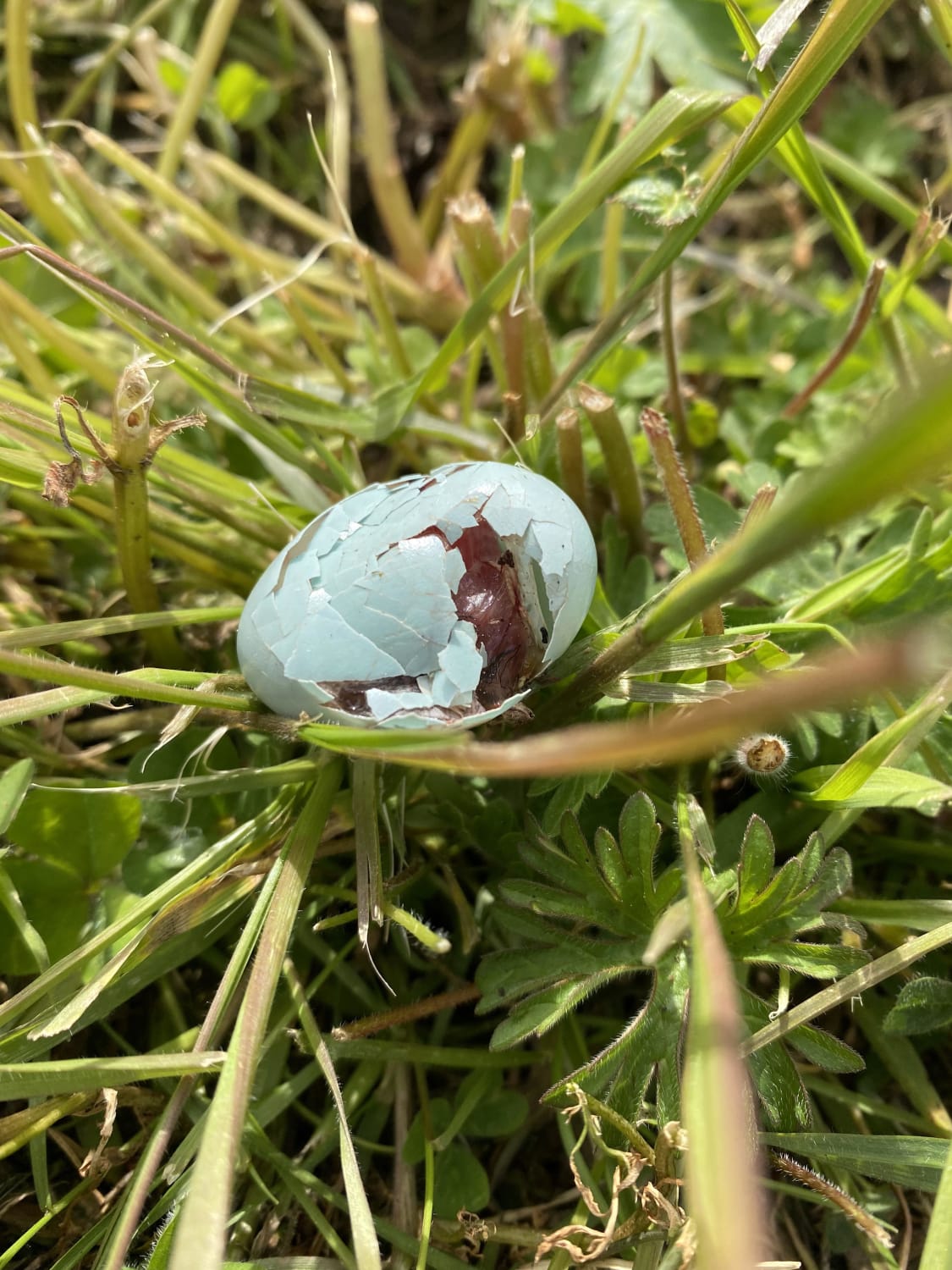 A literal Easter egg hunt. I found this Robin(?) egg in the grass this morning. There were no trees in the immediate area it could’ve fallen out of. I’m guessing one of the neighborhood crows got ahold of it.