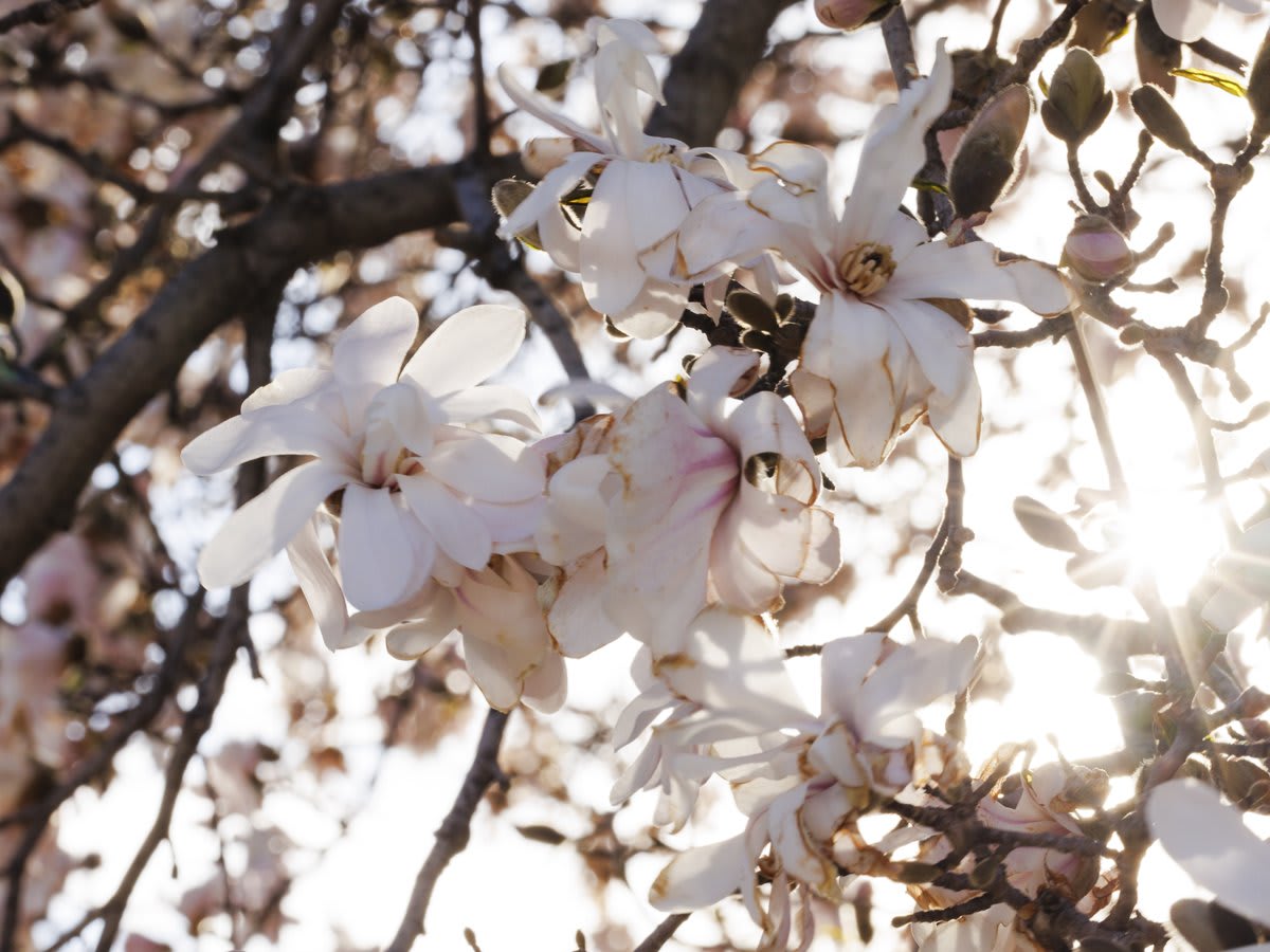 The magnolias near the Library are already in bloom, and @NationalMallNPS says Washington's famous cherry blossoms aren't far behind. Check out what we have in store at the Library during the 2022 National Cherry Blossom Festival :