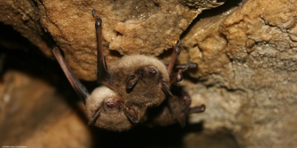@mndnr found that the disease called WhiteNoseSyndrome has killed between 90-94% of bats that hibernate in state-monitored caves & abandoned mines. With 1/3 of U.S. wildlife in decline, we need solutions that match the magnitude of the #WildlifeCrisis.