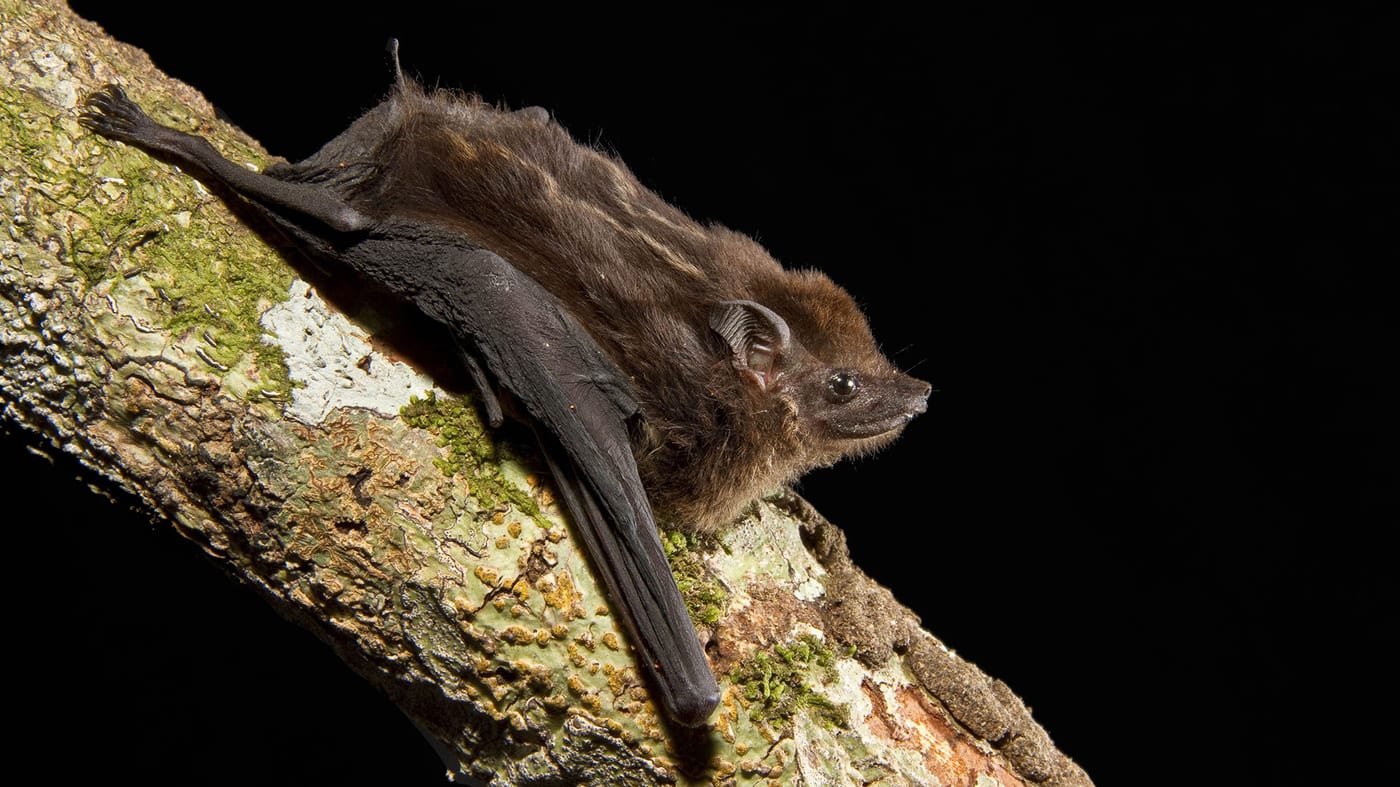 Bats Love To Babble — Just Like Humans