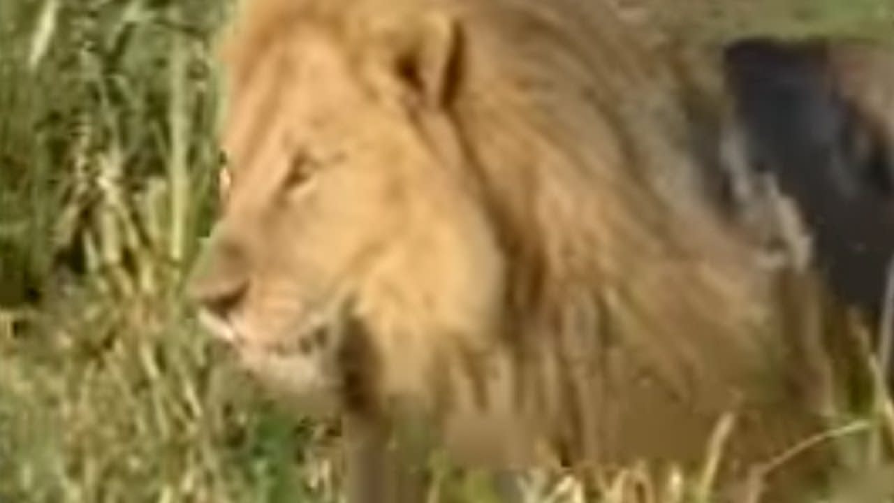King Lions Take Over a New Pride | Wildlife | BBC Studios