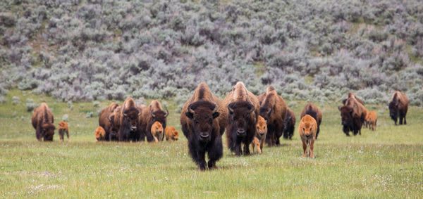 Understanding How Bison Might Help Shape the Future of the Badlands