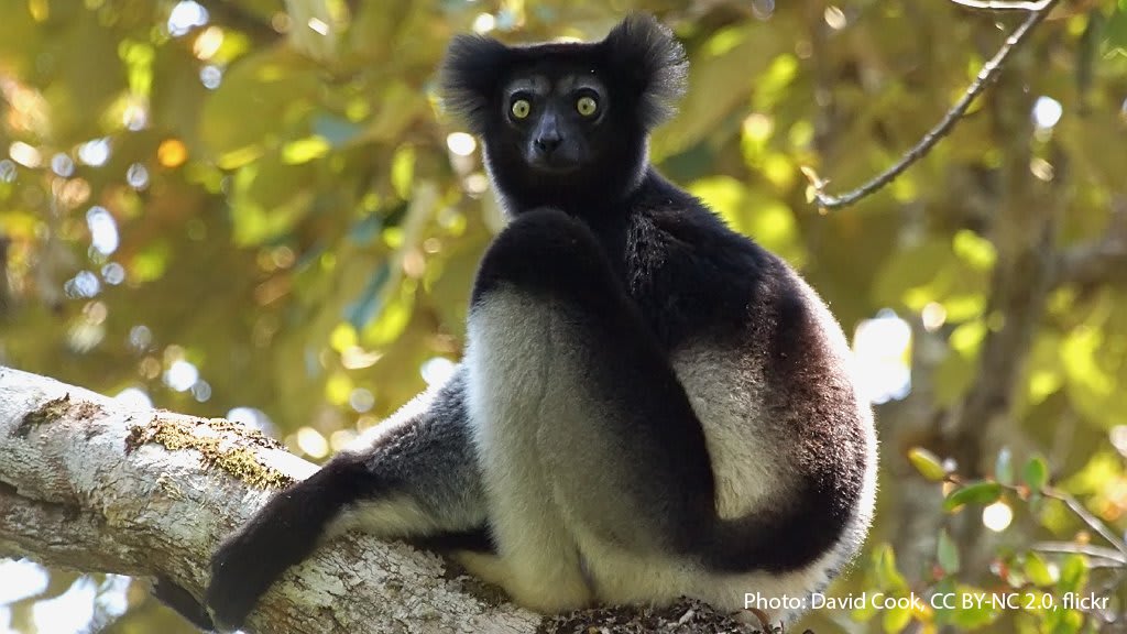 What’s an indri? It’s a large lemur from the rainforests of Madagascar! This arboreal critter spends most of its time in the treetop and can jump as much as 30 ft (10 m) to get from one branch to another! Its diet primarily consists of leaves, fruits, and seeds.