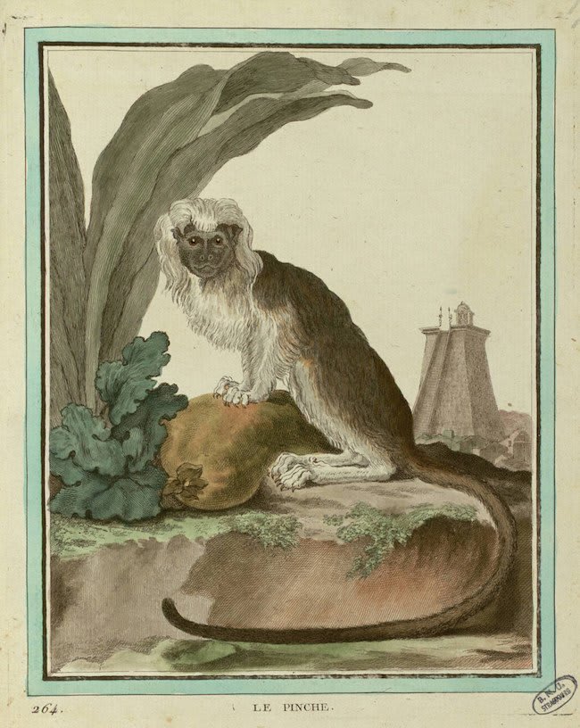 Cotton-top tamarin, as depicted by Jacques de Sève for Comte de Buffon's Histoire naturelle, générale et particulière (1754). See lots more of the wonderful illustrations from the book in our brand new post: