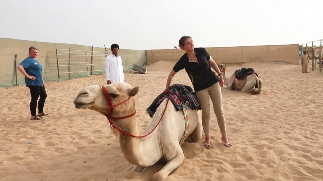 1st Camel Riding School Opens Near Dubai