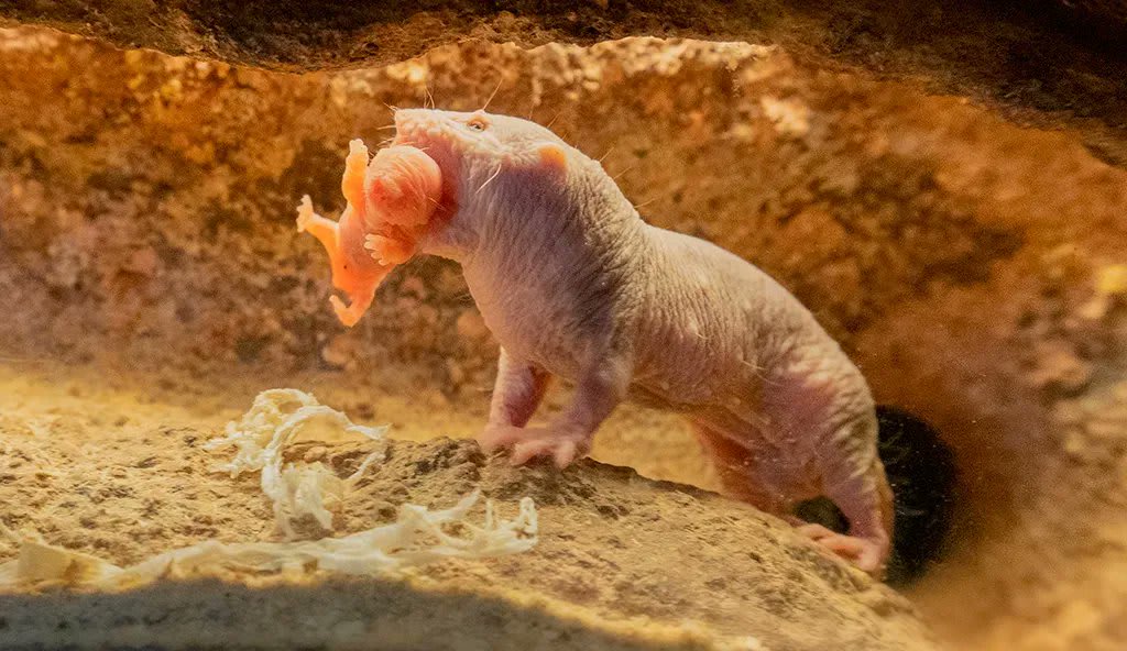 Look mom, no hands!! 😆 This baby naked mole rat is somehow even more alien-looking than its parent. This little one was born in August, and can live up to 32 years - an incredibly long life for a rodent - so it'll have a long, exciting life ahead! 😱 📷: